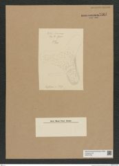 Diatomeae indet. Zeichnungen Sammlung Grunow Nr. 7561 (NHMW-BOT-W0376708)